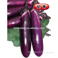 Hybrid dark red eggplant seeds-Fei Xiang